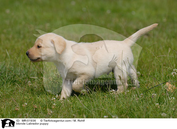 blonder Labrador Welpe / blonde Labrador puppy / MR-01936