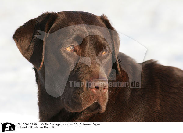Labrador Retriever Portrait / Labrador Retriever Portrait / SS-16998