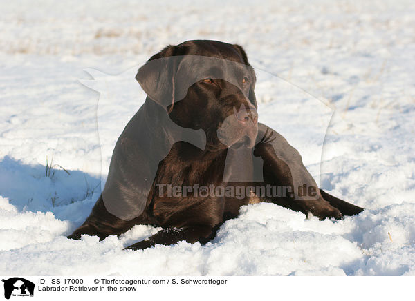 Labrador Retriever im Schnee / Labrador Retriever in the snow / SS-17000