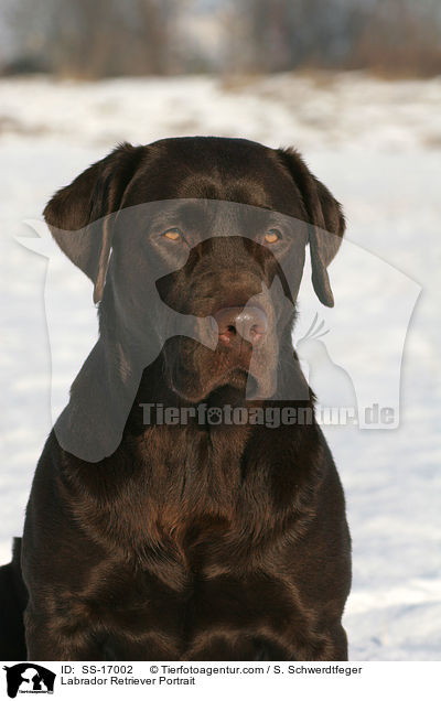 Labrador Retriever Portrait / Labrador Retriever Portrait / SS-17002