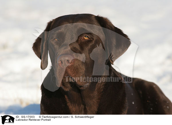 Labrador Retriever Portrait / Labrador Retriever Portrait / SS-17003