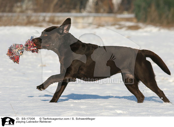 spielender Labrador Retriever / playing Labrador Retriever / SS-17006