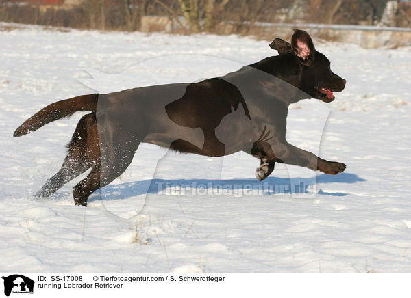 rennender Labrador Retriever / running Labrador Retriever / SS-17008