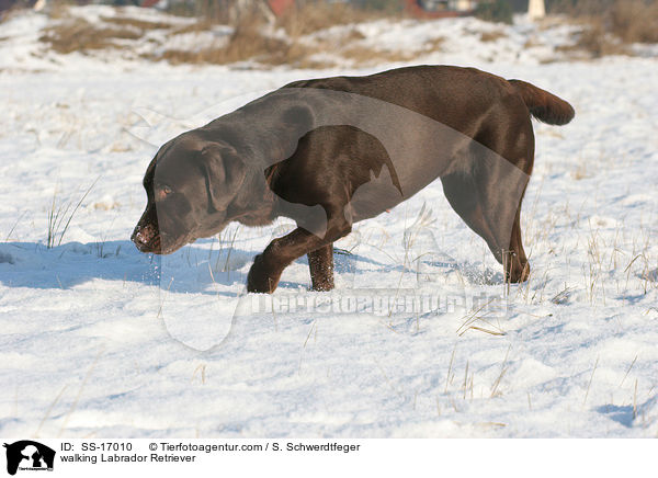 laufender Labrador Retriever / walking Labrador Retriever / SS-17010
