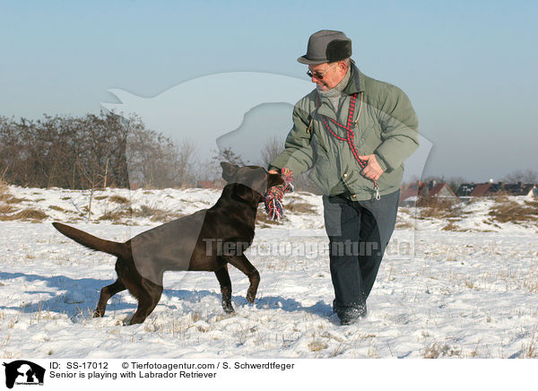 Senior spielt mit Labrador Retriever / Senior is playing with Labrador Retriever / SS-17012