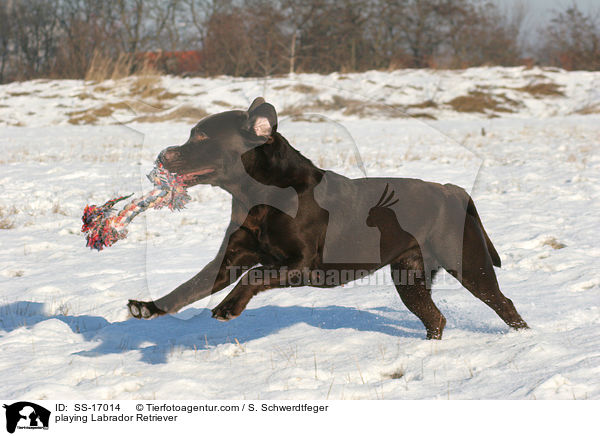 spielender Labrador Retriever / playing Labrador Retriever / SS-17014