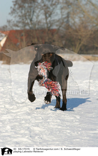 spielender Labrador Retriever / playing Labrador Retriever / SS-17015