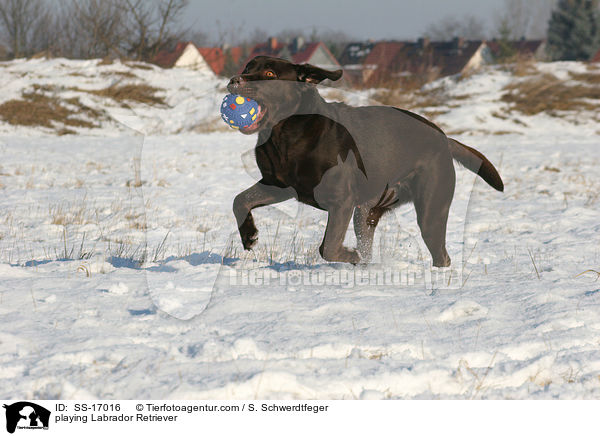 spielender Labrador Retriever / playing Labrador Retriever / SS-17016