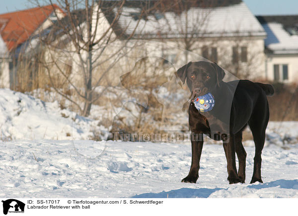 Labrador Retriever mit Ball / Labrador Retriever with ball / SS-17017