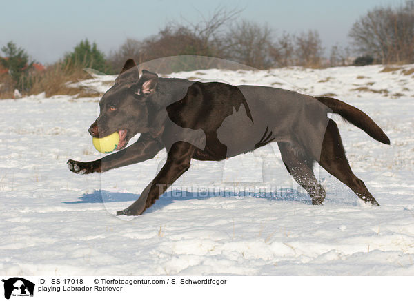 spielender Labrador Retriever / playing Labrador Retriever / SS-17018
