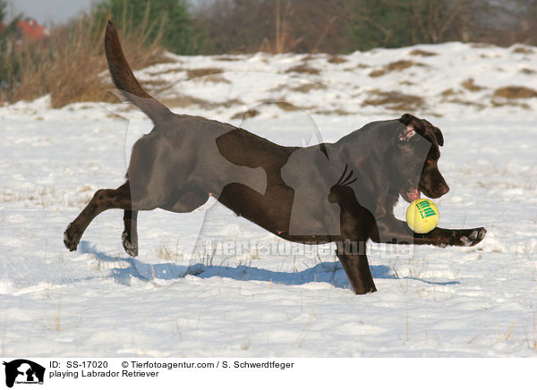 spielender Labrador Retriever / playing Labrador Retriever / SS-17020
