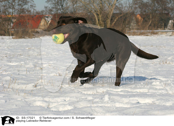 spielender Labrador Retriever / playing Labrador Retriever / SS-17021