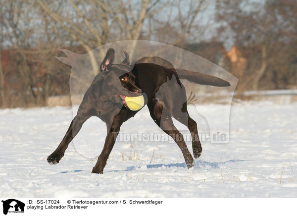 spielender Labrador Retriever / playing Labrador Retriever / SS-17024