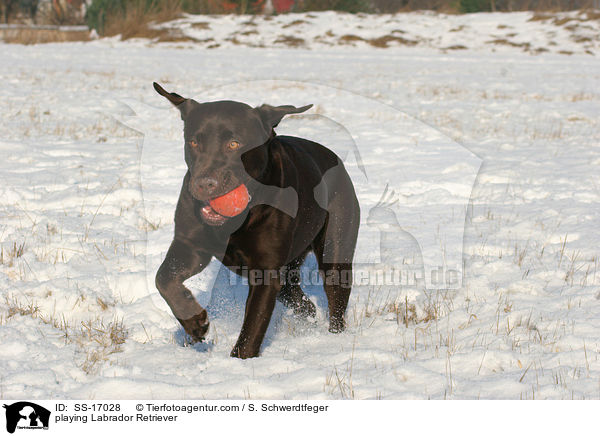spielender Labrador Retriever / playing Labrador Retriever / SS-17028