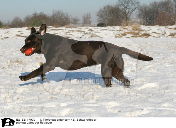 spielender Labrador Retriever / playing Labrador Retriever / SS-17032
