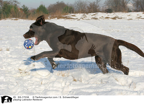 spielender Labrador Retriever / playing Labrador Retriever / SS-17038