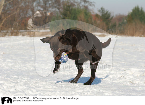 spielender Labrador Retriever / playing Labrador Retriever / SS-17039