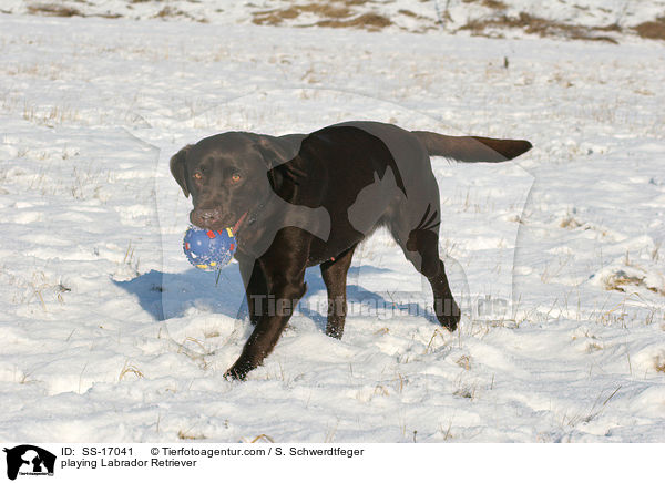 spielender Labrador Retriever / playing Labrador Retriever / SS-17041