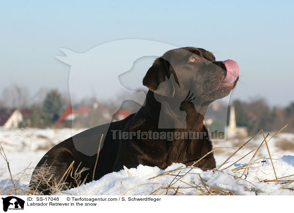 Labrador Retriever im Schnee / Labrador Retriever in the snow / SS-17046