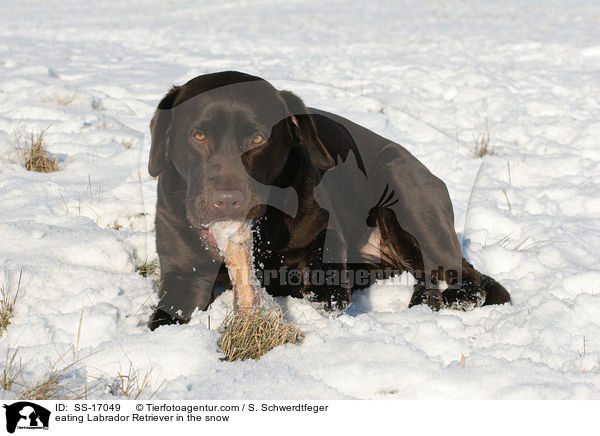 fressender Labrador Retriever im Schnee / eating Labrador Retriever in the snow / SS-17049