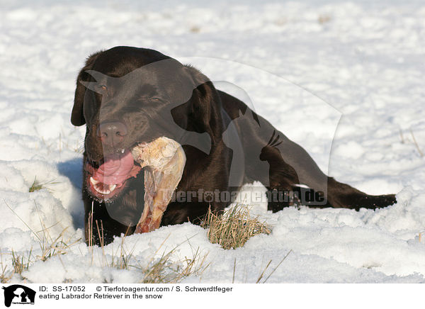 fressender Labrador Retriever im Schnee / eating Labrador Retriever in the snow / SS-17052