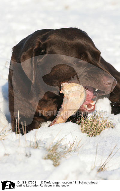 fressender Labrador Retriever im Schnee / eating Labrador Retriever in the snow / SS-17053