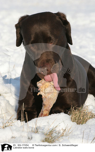 Labrador frit Knochen / Labrator eats bone / SS-17054