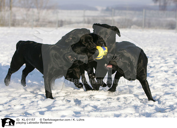 spielende Labrador Retriever / playing Labrador Retriever / KL-01157