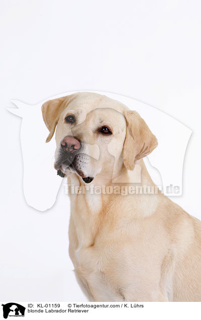 blonder Labrador Retriever / blonde Labrador Retriever / KL-01159