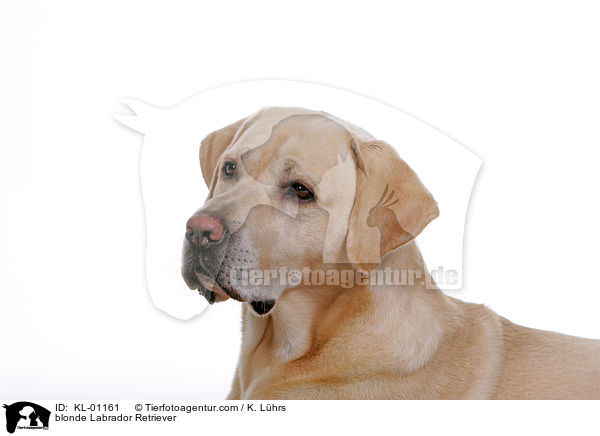 blonder Labrador Retriever / blonde Labrador Retriever / KL-01161
