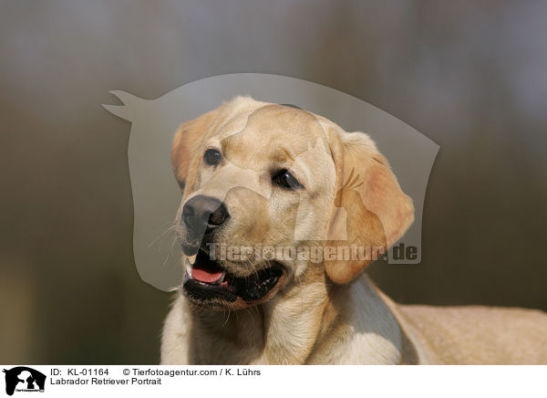 Labrador Retriever Portrait / Labrador Retriever Portrait / KL-01164