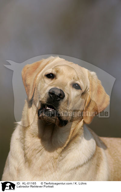 Labrador Retriever Portrait / Labrador Retriever Portrait / KL-01165