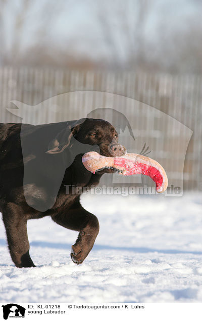 junger Labrador / young Labrador / KL-01218
