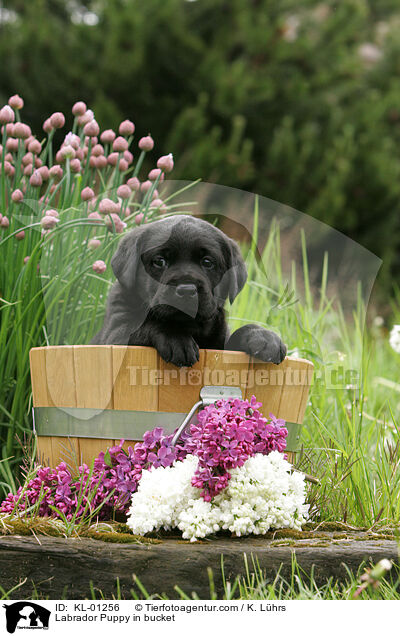 Labrador Welpe im Eimer / Labrador Puppy in bucket / KL-01256