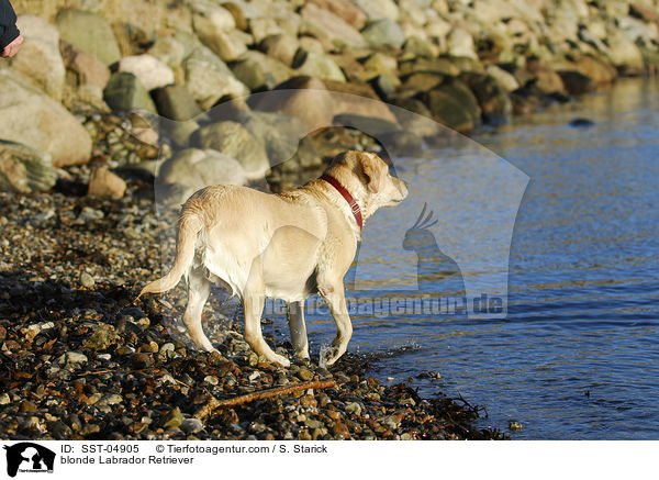 blonder Labrador Retriever / blonde Labrador Retriever / SST-04905