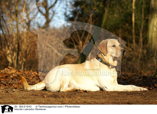 blonder Labrador Retriever / blonde Labrador Retriever / BS-01542