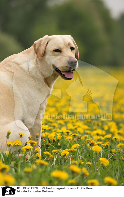 blonder Labrador Retriever / blonde Labrador Retriever / DG-01178