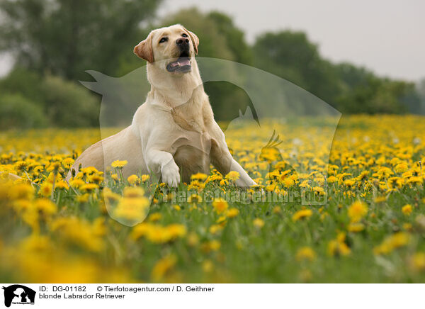 blonder Labrador Retriever / blonde Labrador Retriever / DG-01182