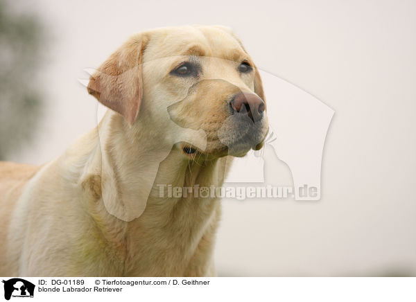 blonder Labrador Retriever / blonde Labrador Retriever / DG-01189