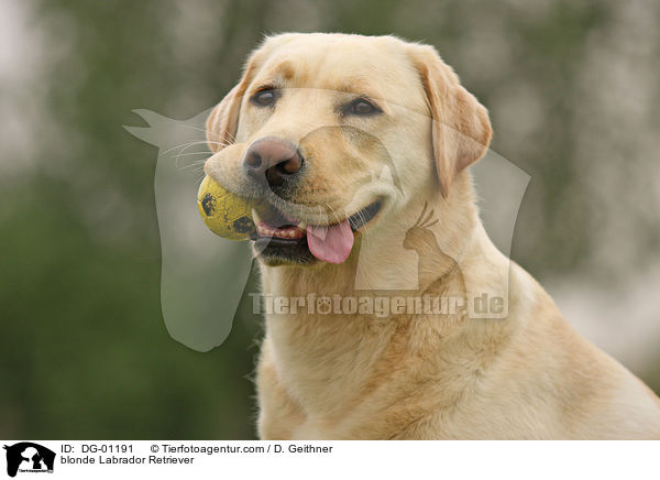 blonder Labrador Retriever / blonde Labrador Retriever / DG-01191