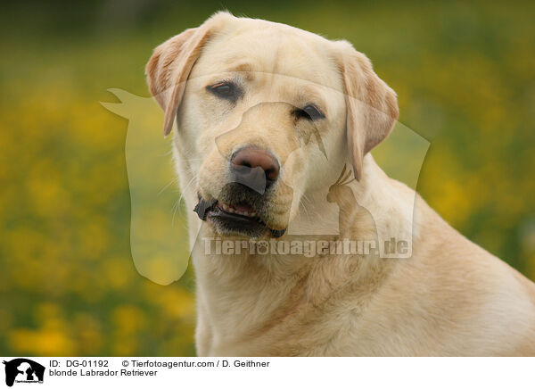 blonder Labrador Retriever / blonde Labrador Retriever / DG-01192
