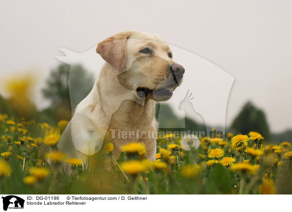 blonder Labrador Retriever / blonde Labrador Retriever / DG-01196