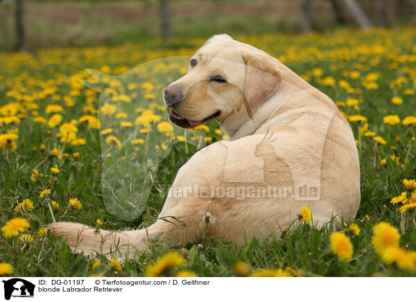 blonder Labrador Retriever / blonde Labrador Retriever / DG-01197