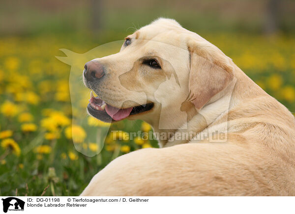 blonder Labrador Retriever / blonde Labrador Retriever / DG-01198