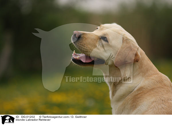 blonder Labrador Retriever / blonde Labrador Retriever / DG-01202