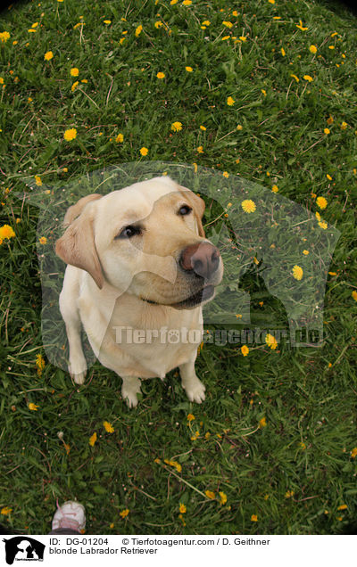 blonder Labrador Retriever / blonde Labrador Retriever / DG-01204