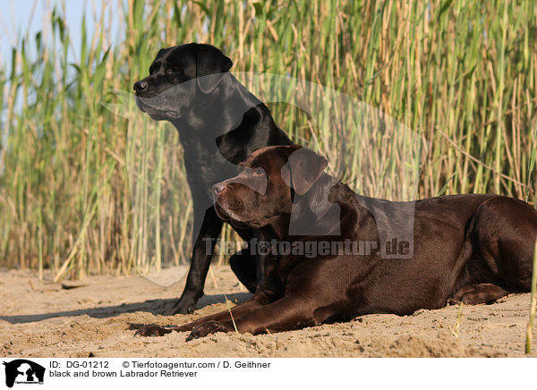 brauner und schwarzer Labrador Retriever / black and brown Labrador Retriever / DG-01212
