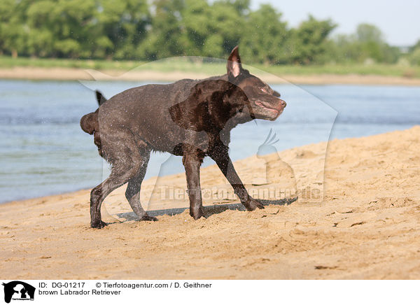 brauner Labrador Retriever / brown Labrador Retriever / DG-01217