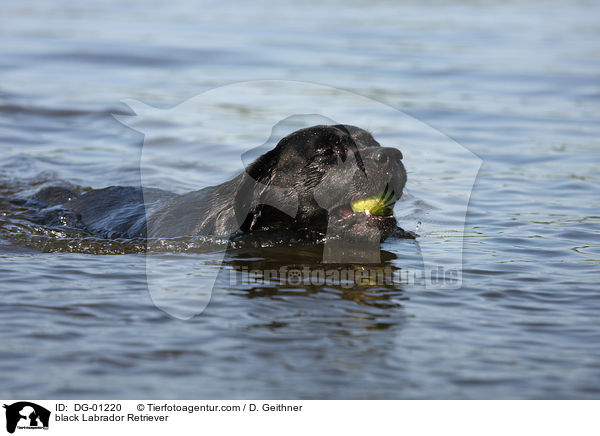 schwarzer Labrador Retriever / black Labrador Retriever / DG-01220