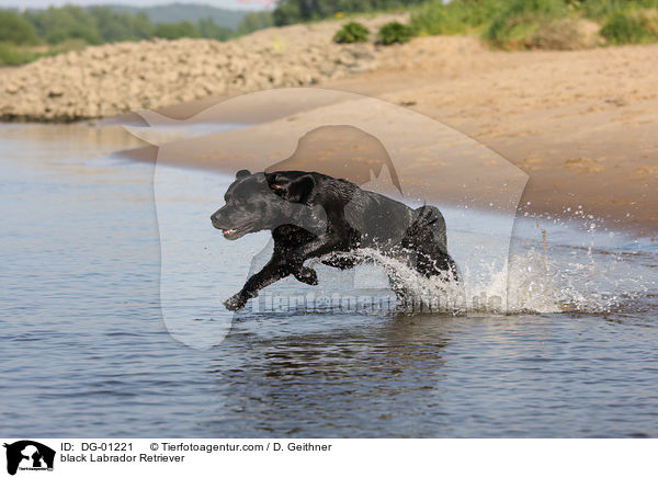 schwarzer Labrador Retriever / black Labrador Retriever / DG-01221